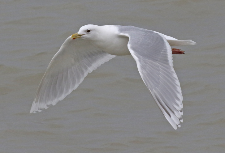 Kumlien's Iceland Gull