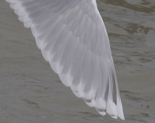 Kumlien's Iceland Gull