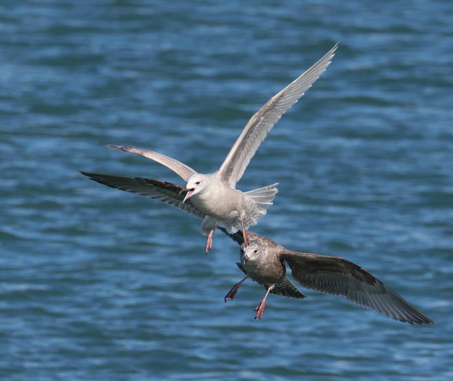 Iceland Gull (1st cycle)
