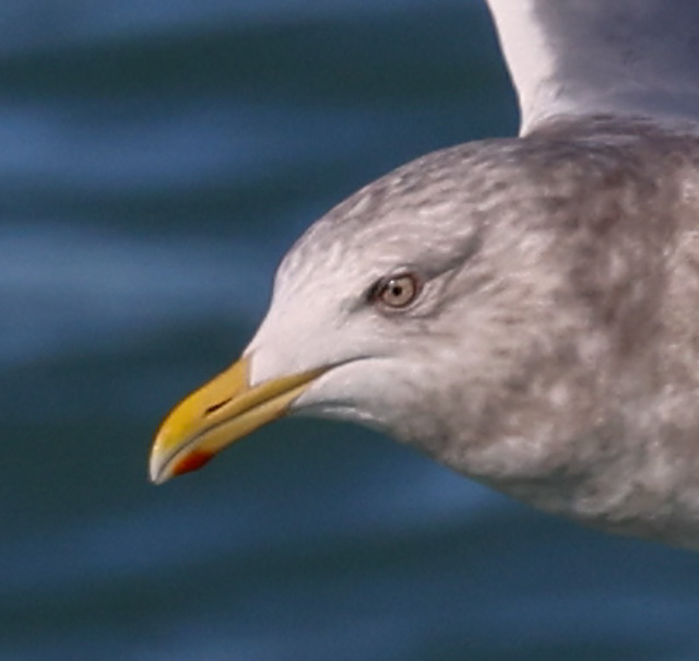 Iceland Gull 