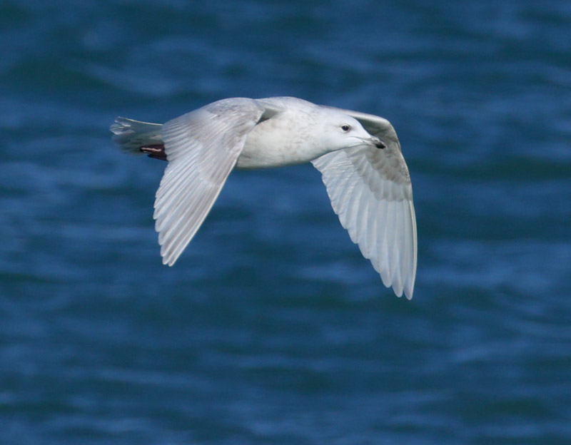 Iceland Gull (2nd cycle in flight)
