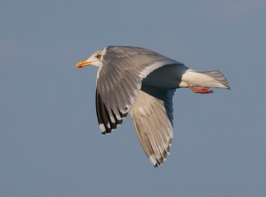 Iceland Gull 