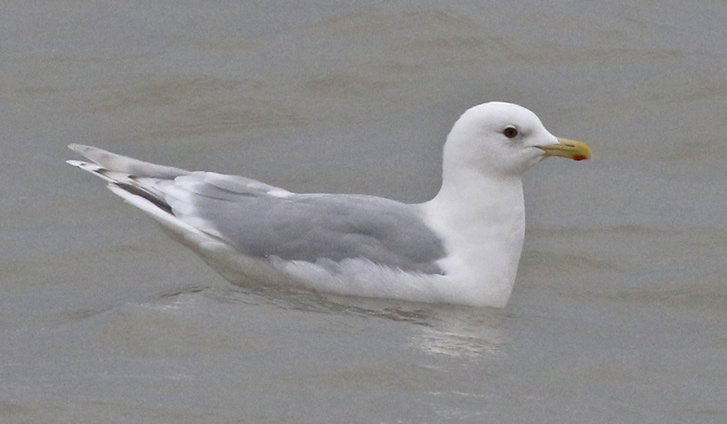 Kumlien's Iceland Gull