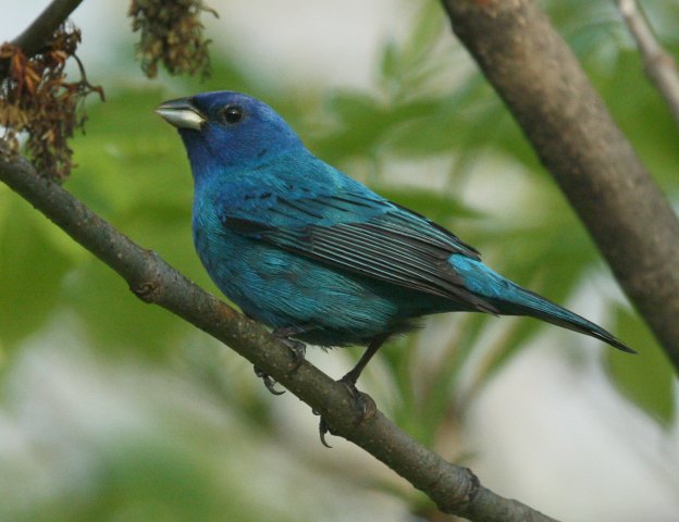 Indigo Bunting