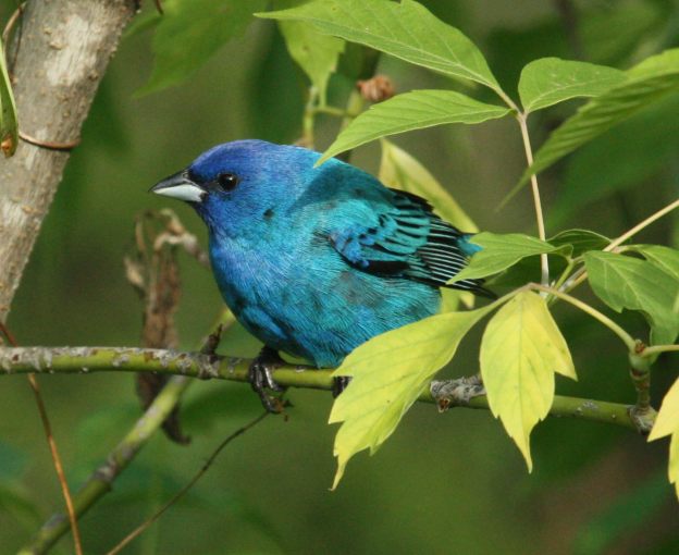 Indigo Bunting