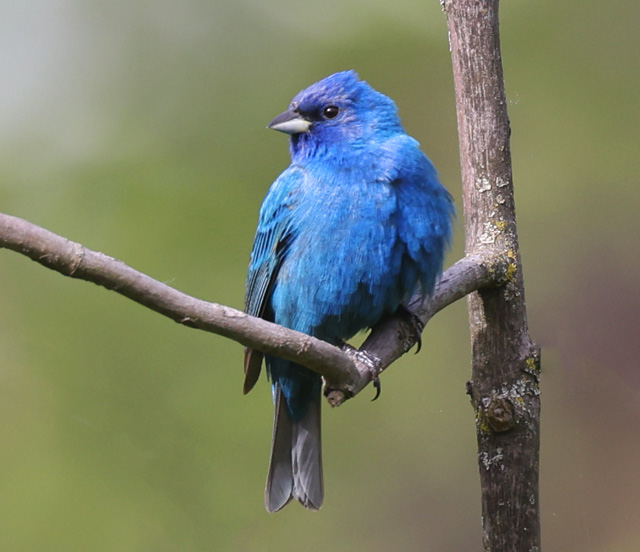 Indigo Bunting