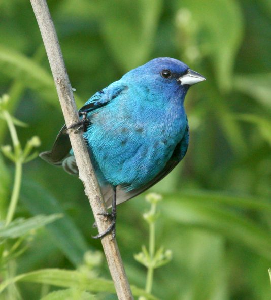 Indigo Bunting