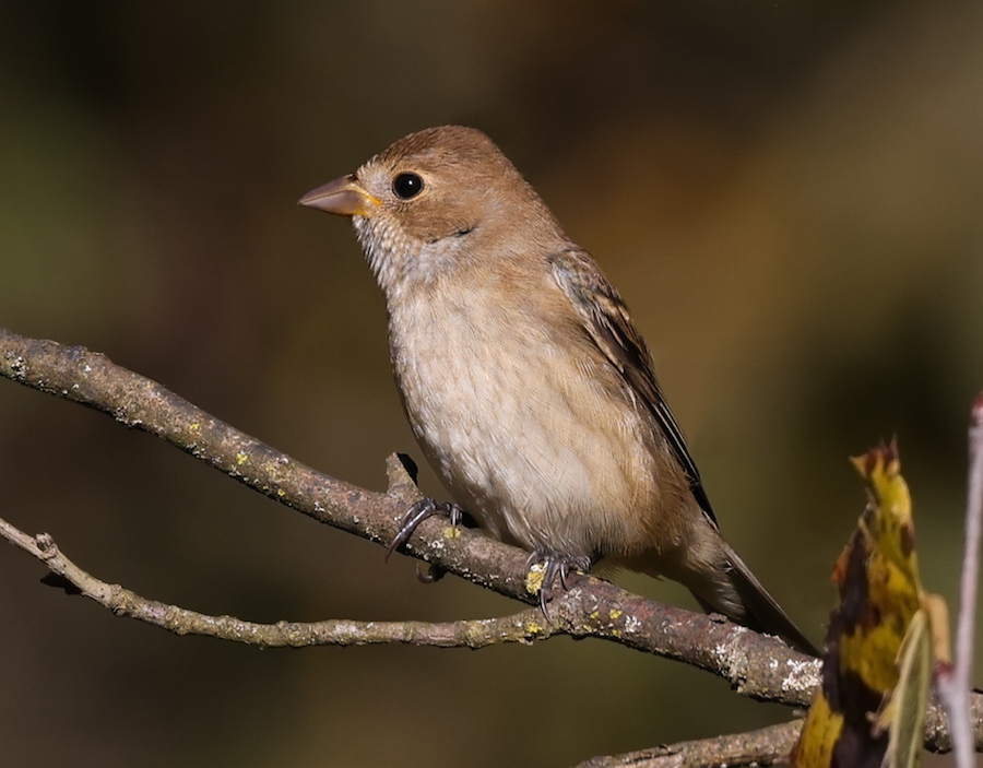 Indigo Bunting (female) photo #1