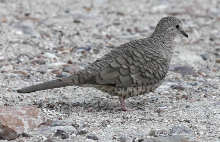 Inca Dove