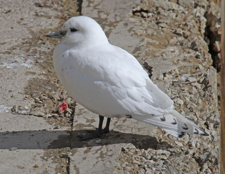Ivory Gull