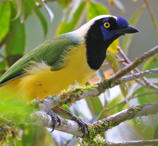 Green Jay (Inca form)