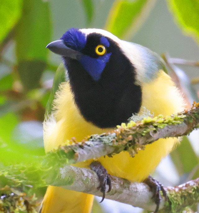 Green Jay (Inca form)