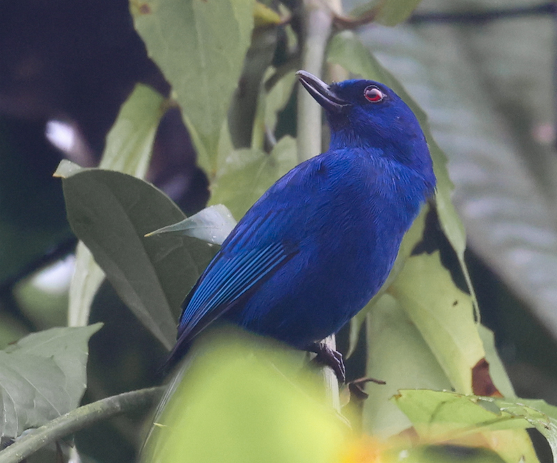 Indigo Flowerpiercer