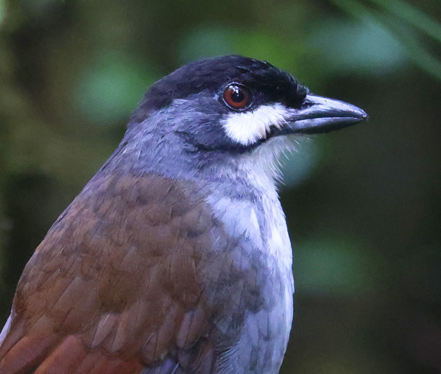 Jocotoco Antpitta