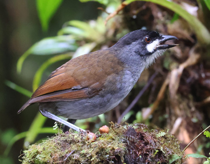 Jocotoco Antpitta
