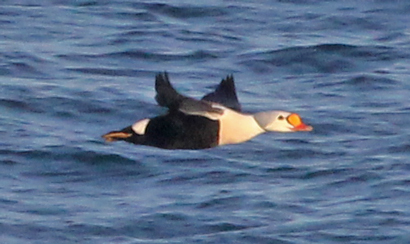 King Eider