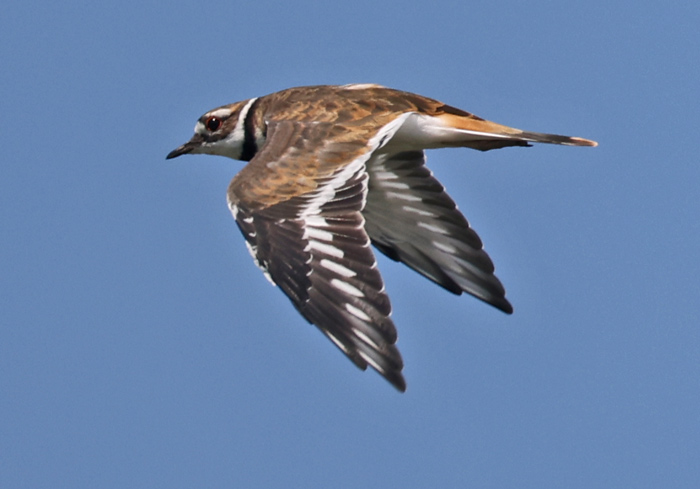 Killdeer (in flight)