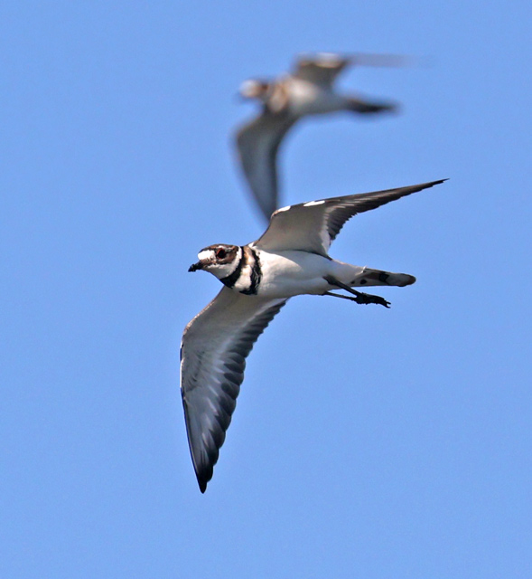 Killdeer (in flight)