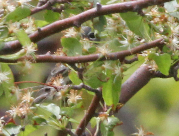 Kirtland's Warbler
