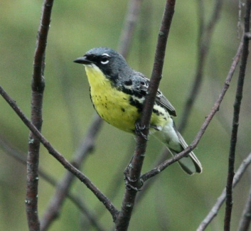 Kirtland's Warbler (spring adult male)