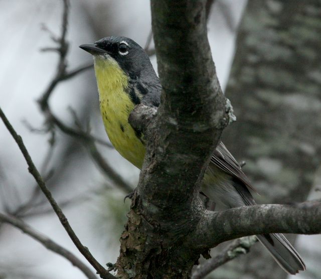 Kirtland's Warbler (spring adult male)