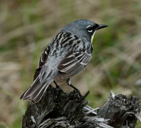 Kirtland's Warbler (spring adult male)
