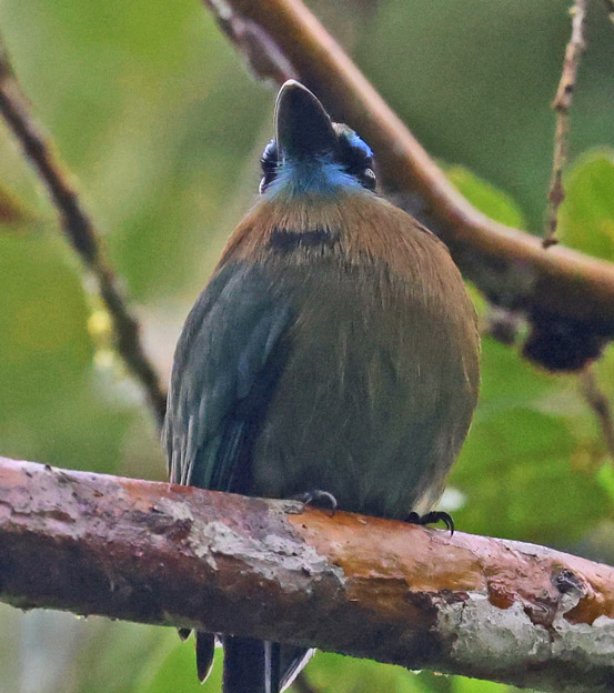 Keel-billed Motmot
