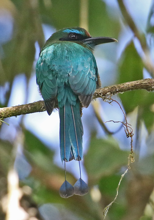 Keel-billed Motmot