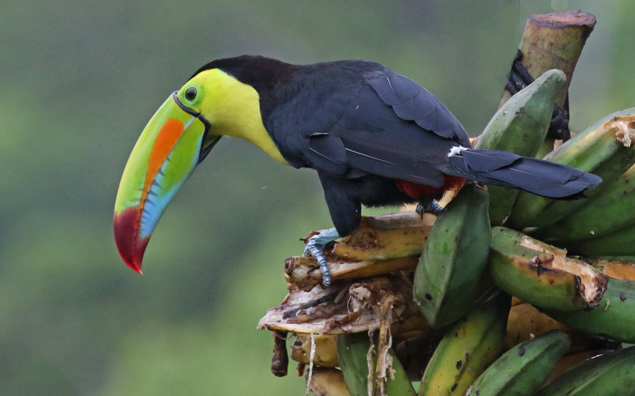 Keel-billed Toucan