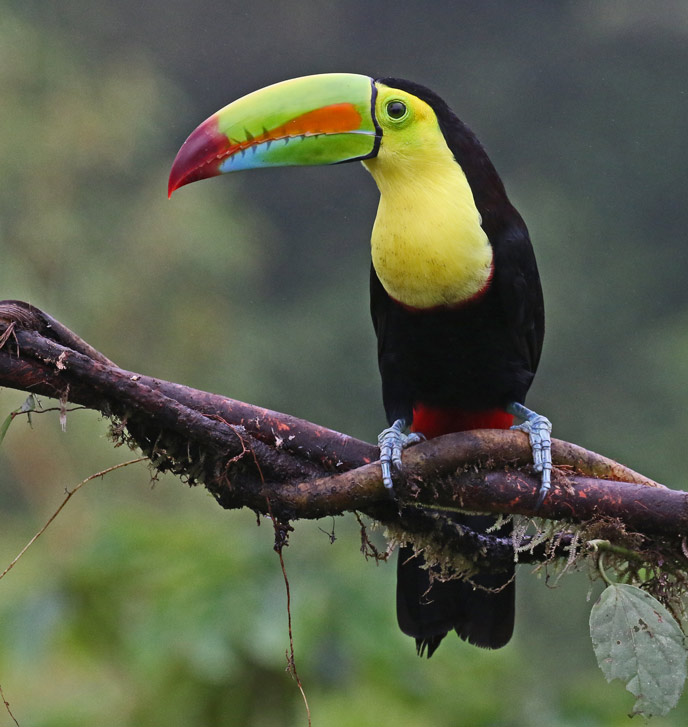 Keel-billed Toucan