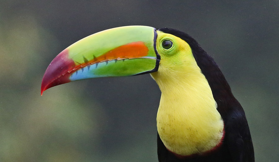 Keel-billed Toucan