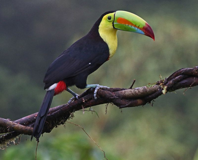 Keel-billed Toucan