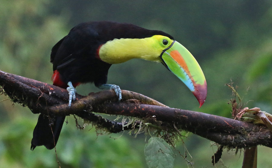 Keel-billed Toucan
