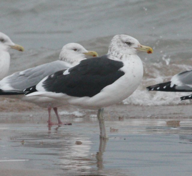 hybrid gull