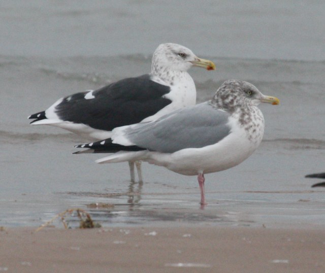hybrid gull
