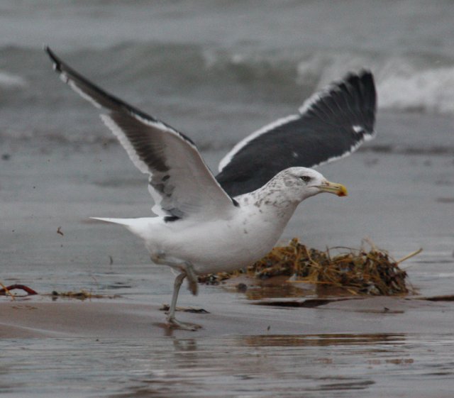 hybrid gull