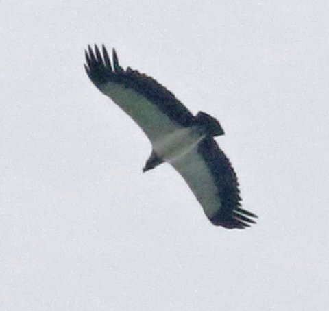 King Vulture