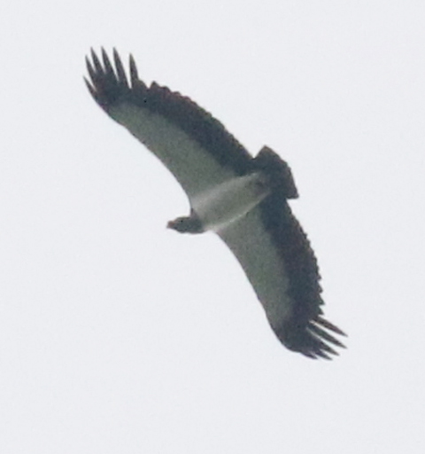 King Vulture
