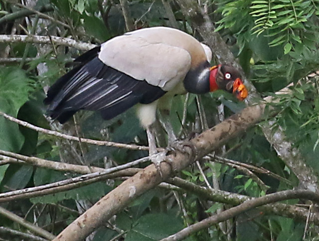 King Vulture