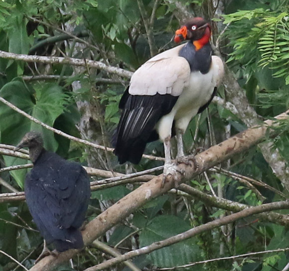 King Vulture