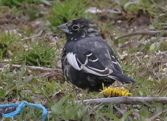Lark Bunting (male)
