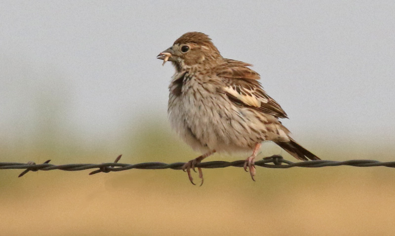 Lark Bunting (female) photo #3