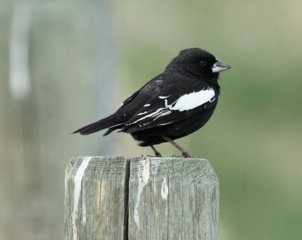 Lark Bunting (breeding male) photo #1