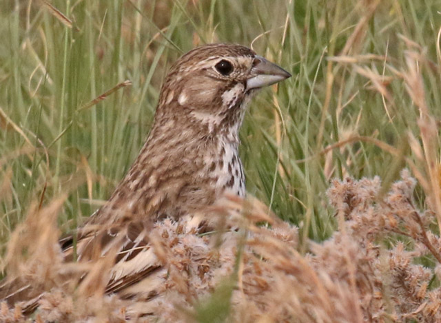 Lark Bunting (female) photo #2