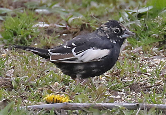 Lark Bunting (male)
