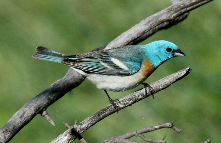 Lazuli Bunting (adult male) photo 1