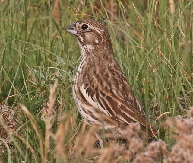 Lark Bunting (female) photo #1