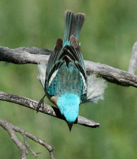 Lazuli Bunting (adult male) photo 3