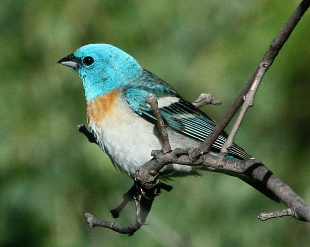 Lazuli Bunting (adult male) photo 2