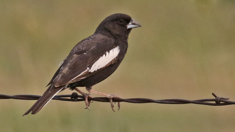 Lark Bunting (breeding male) photo #3